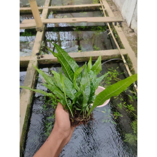 kadaka Java fern tanaman aquascape