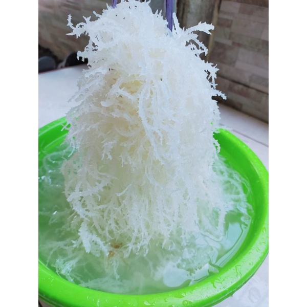 

Rumput Laut Spinosum 500g