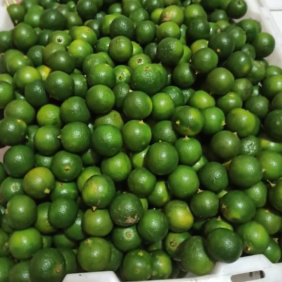 

Dijamin Ori>/ JERUK KUNCI / JERUK SONKIT / LEMON CUI / JERUK KASTURI / JERUK KALAMANASI / JERUK PONTIANAK