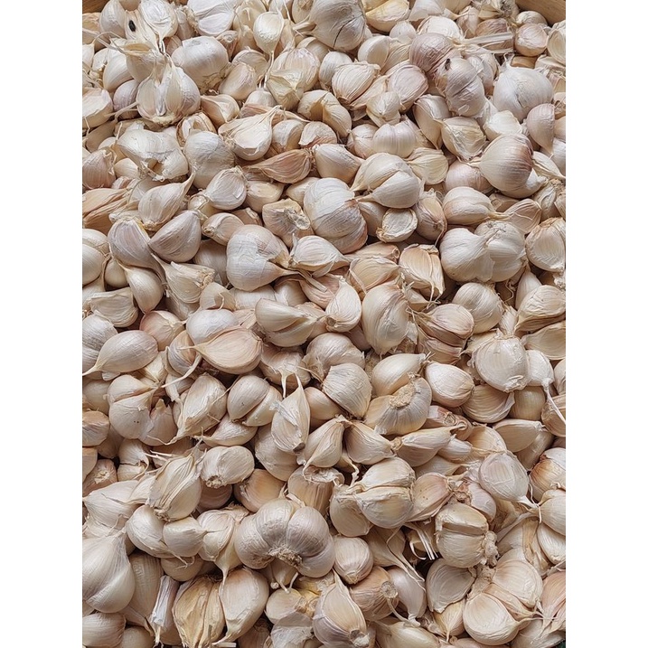 

BAWANG PUTIH KATING SEGAR TANPA BONGGOL - 250 GRAM | HARGA EKONOMIS