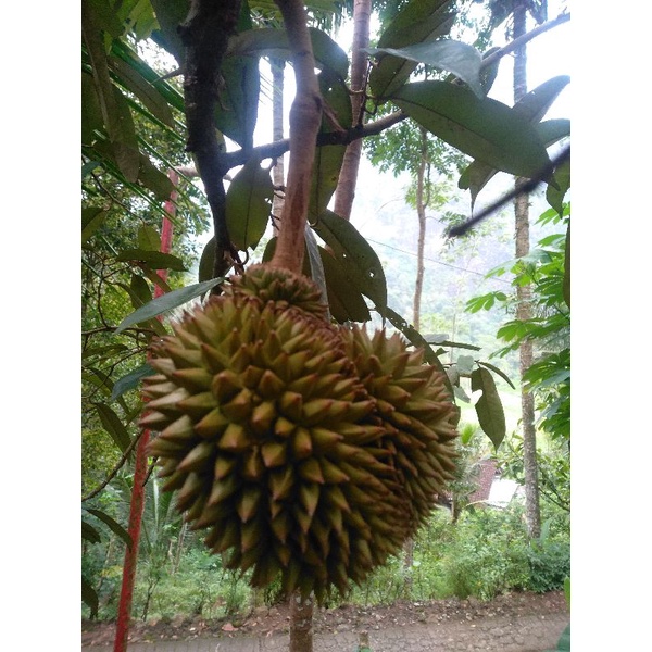 

durian