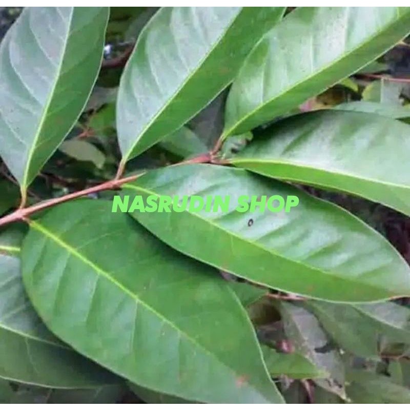 

DAUN SALAM SEGAR 1KG LANGSUNG PETIK