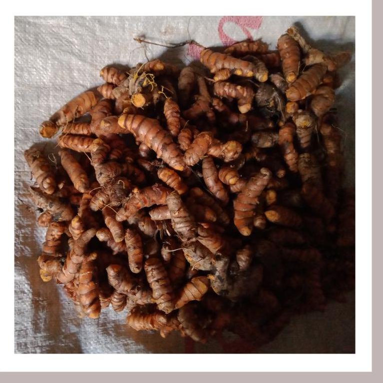

ㅧ Kunyit/kunir kuning 1 kg baik ゅ
