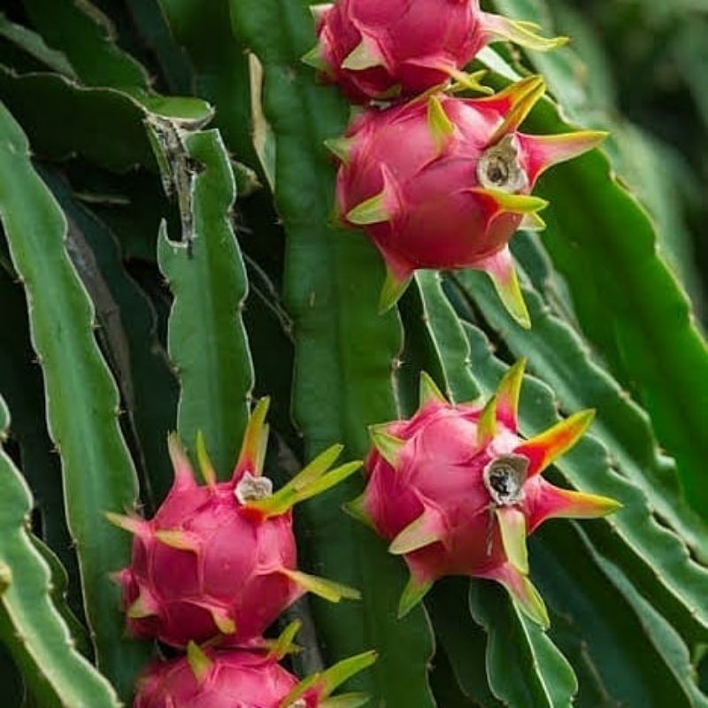 Pupuk Organik Pelebat Buah Dan Booster Buah Naga Cepat Berbuah Lebat