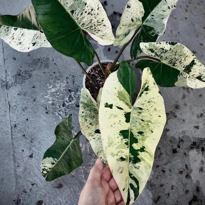 Bibit Philodendron ilsemanii variegata