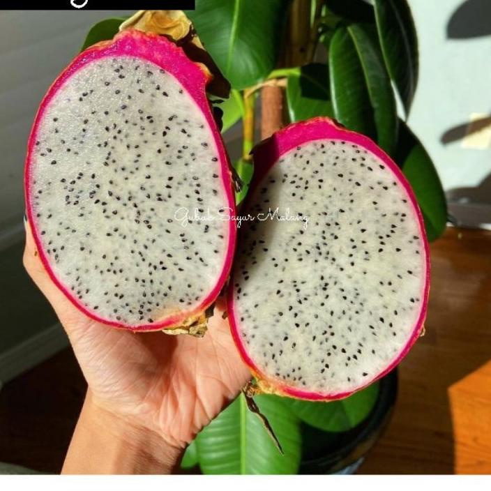 

SERBA MURAH Buah Naga Putih / Dragon Fruit (2 pcs) ❅ 870