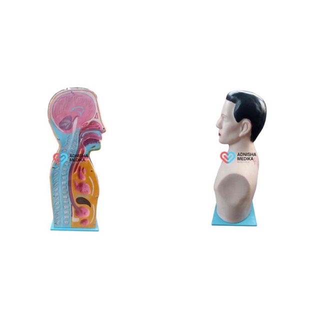 PHANTOM MANEKIN / MANIKIN / NGT SETENGAH BADAN