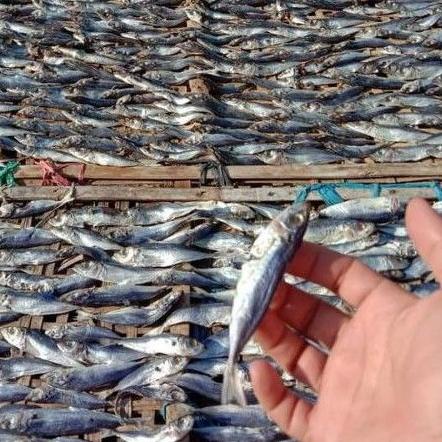 

Free Ongkir/ Ikan asin Layang/klotok/peda istimewa