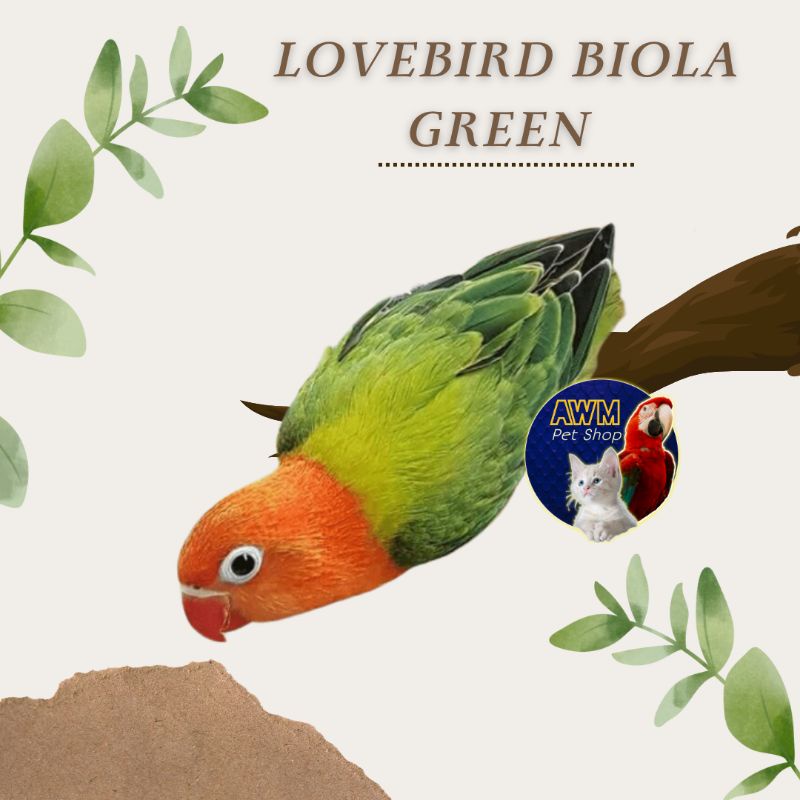 BURUNG LOVEBIRD BIOLA GREEN