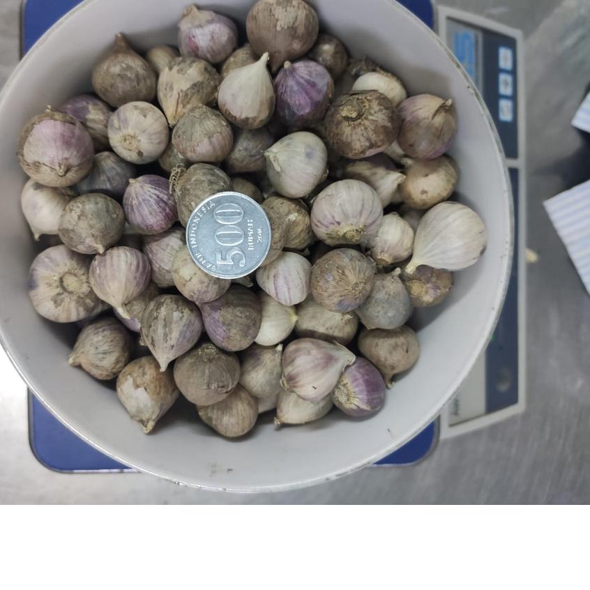 

SALE✅Bawang Putih Tunggal Lanang Besar 1KG|RA1