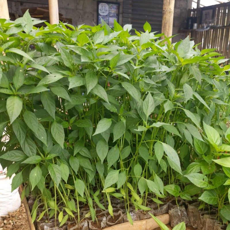 DIARY PETANI - Bibit Cabe Merah Besar Siap Tanam