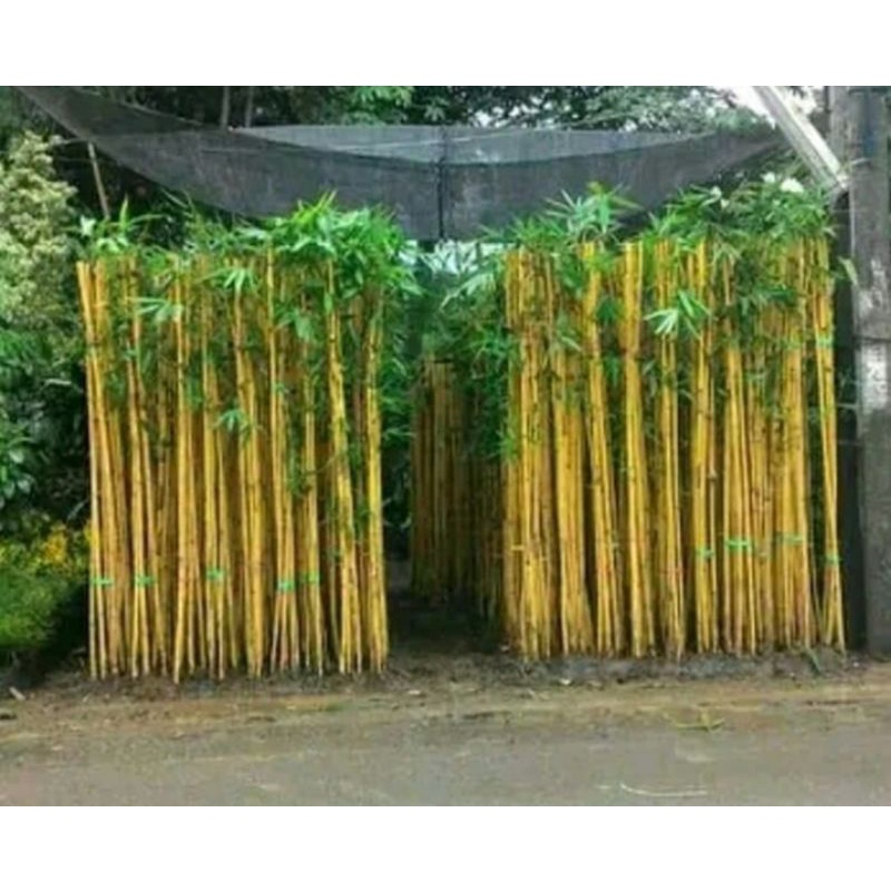 Bambu kuning/Bambu Panda