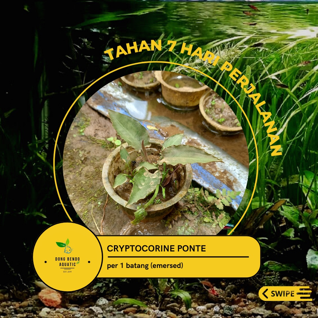 Cryptocorine  green ponte / Cryptocoryne green Pontederiifolia