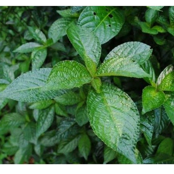 

DAUN KEJI BELING /PECAH BELING PERLEMBAR