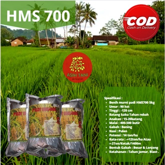 Benih Padi Unggul  HMS700 / Bibit Padi Unggul HMS700 1kg