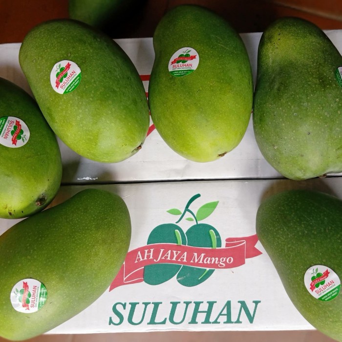 

mangga harumanis suluhan matang pohon pilihan