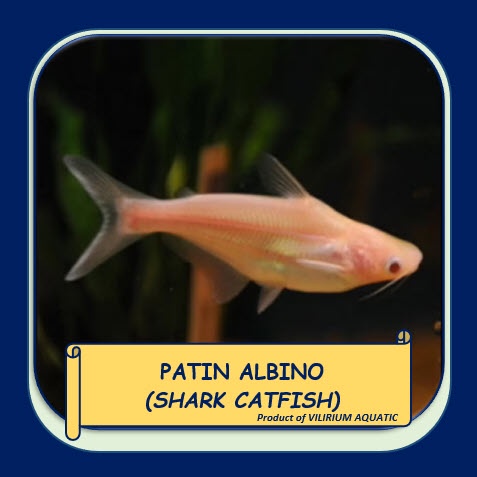 IKAN HIAS AIR TAWAR - PATIN ALBINO