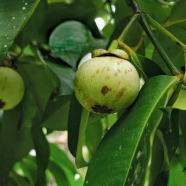 

daun manggis organik untuk obat herbal