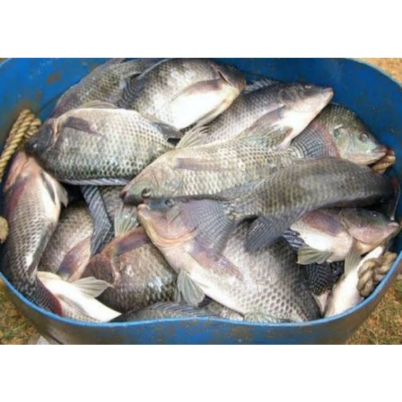 

Ikan Nila Segar Hidup