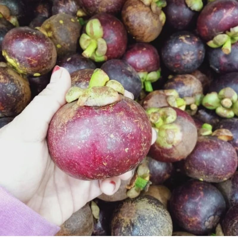 Pupuk Booster Organik Pelebat Buah Manggis Dan Perangsang Agar Cepat Berbuah