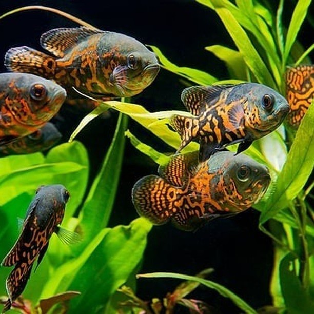 Oscar Tiger/Batik/Tembaga