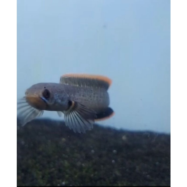 limbata Lawu rim merah CB 9-10cm kualitas premium