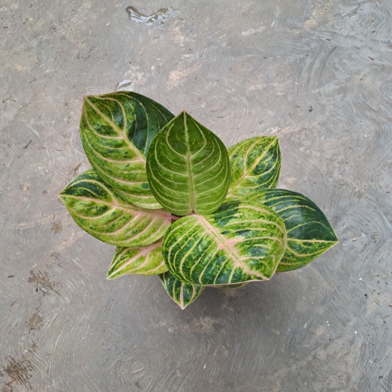 aglaonema rinjani