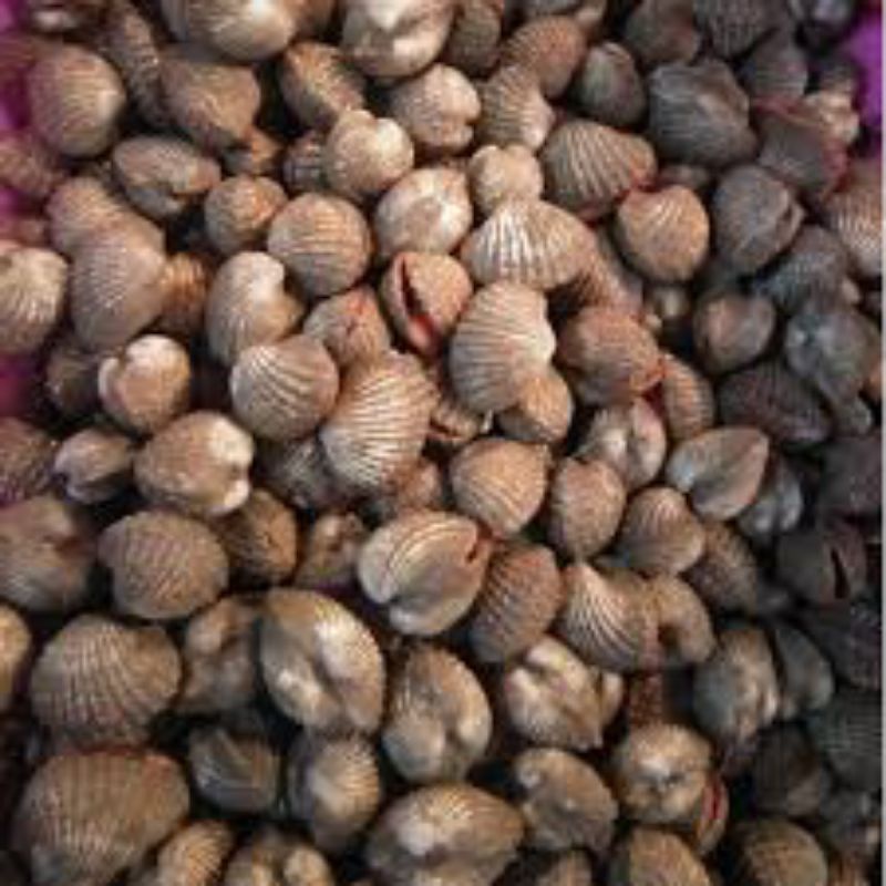 

Kerang Dara Segar 1kg