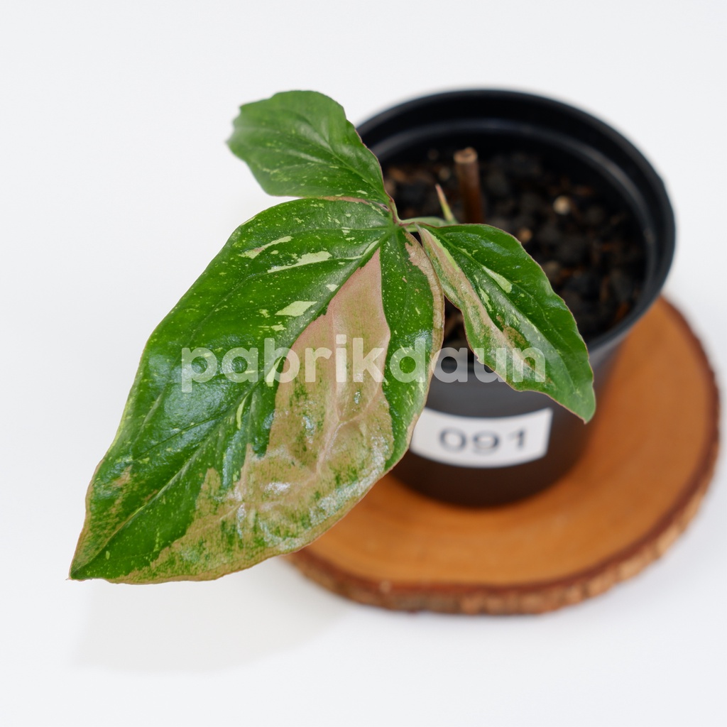 REAL PIC #91 Syngonium Redspot Tricolor | Red Spot Tri Color