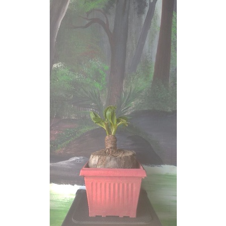 bonsai kelapa cabang 3 bonsai kelapa unik tanaman langka hiasanmeja