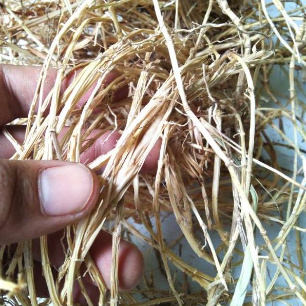 

✓ Akar Alang Alang Kering 1kg Recomend!