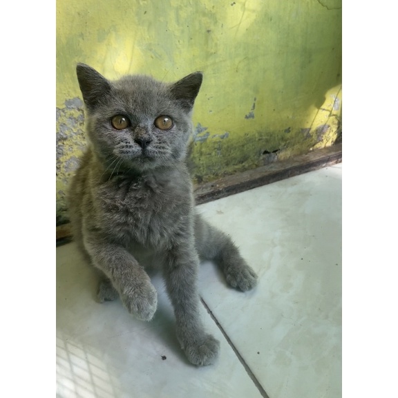KUCING KITTEN BSH BLUE || BRITISH SHORT HAIR