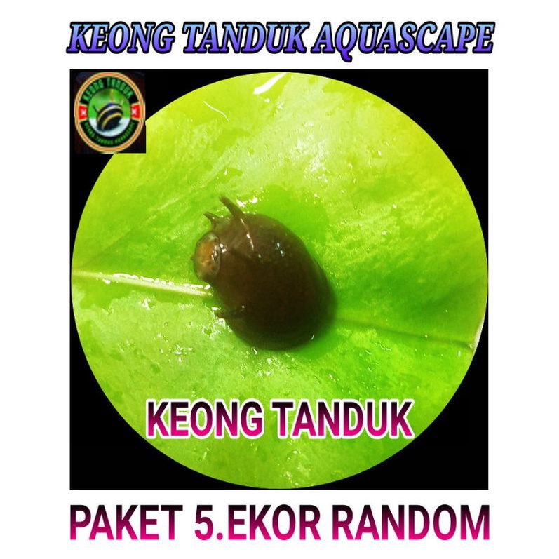 Ikan Pembersih Alga Terbaik untuk Aquascape Sehat dan Menarik