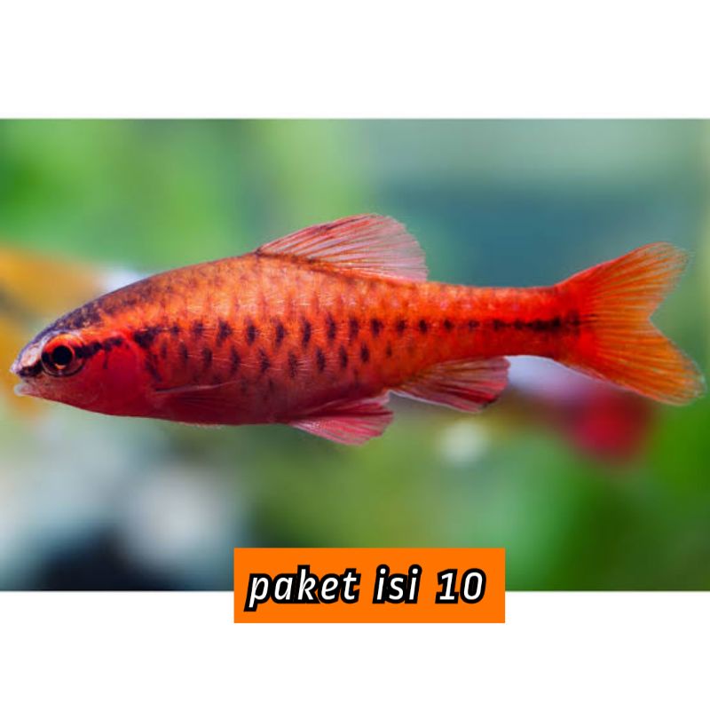

✓ jual cherrybab isi 10
