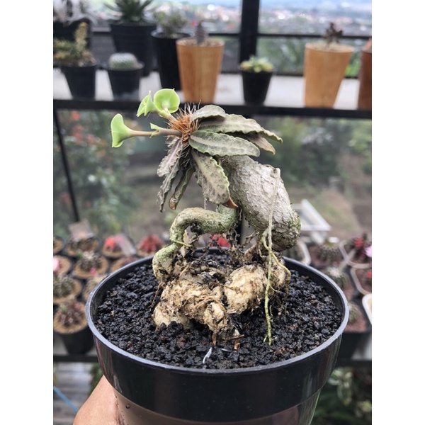 Euphorbia Francoisii Hybrid