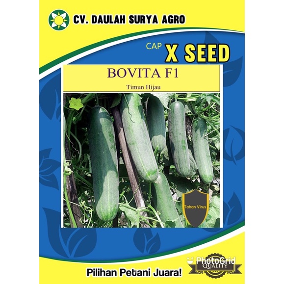 

Timun hijau x seed bovita f1 10 gr