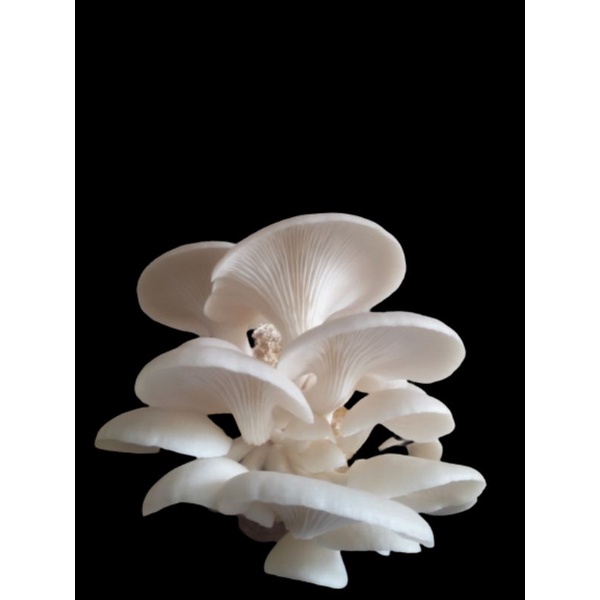 

Jamur Tiram 500 GR