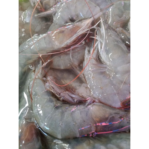 

Udang kirim pakai gosend gojek