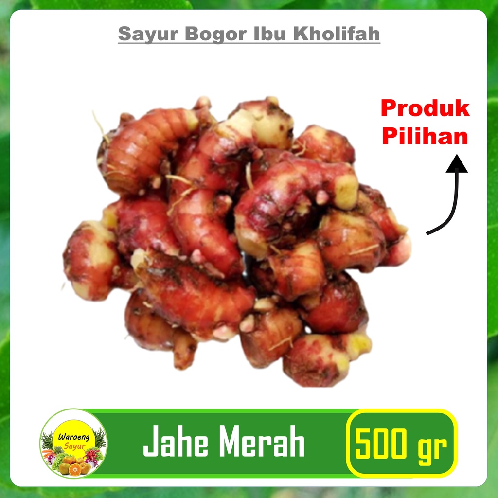 

Jahe Merah Super Segar 500 Gram Rempah Sayur Sayuran Segar Bogor