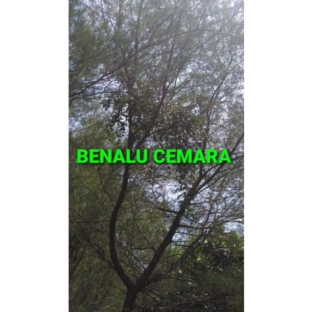

BENALU CEMARA KERING HIJAU 1000 GRAM (PREMIUM QUALITY)