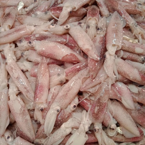

Cumi Cumi Kecil Segar Berkualitas - 500 Gram