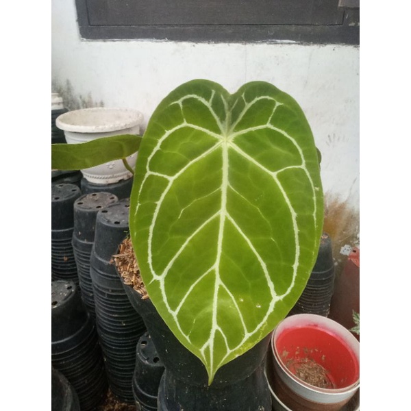 Tanaman Hias Indoor Anthurium forgeti hybrid