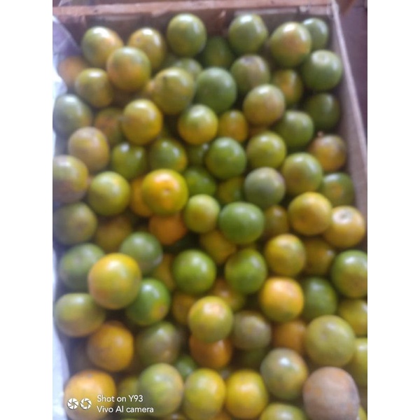 

buah naga