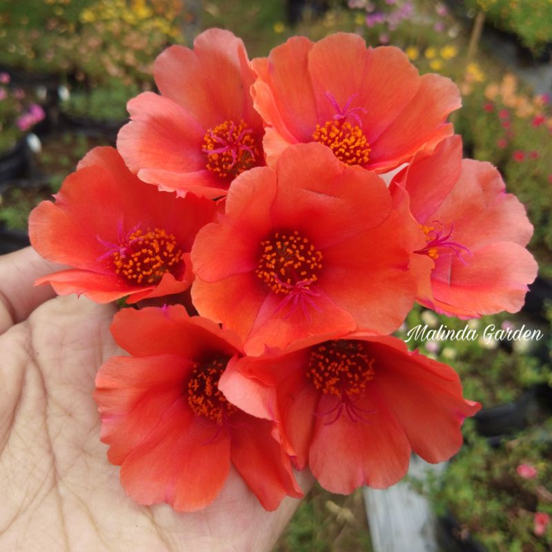 Krokot import BIG PEACH JZ / mossrose / stek batang tanaman hias