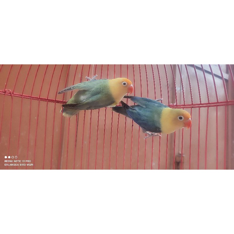 lovebird biola parblue