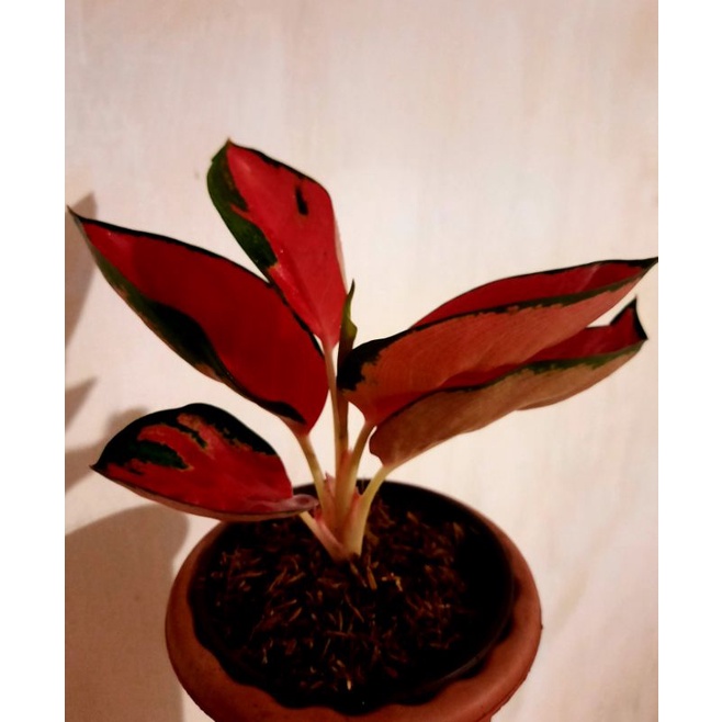 Aglonema Suksom Mangkok Daun Bulat