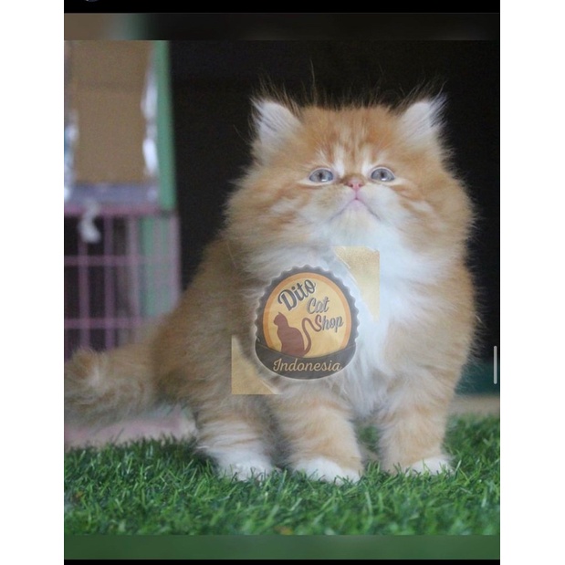 Kucing Persia Munchkin Anggora Ragdol Himalaya Kitten