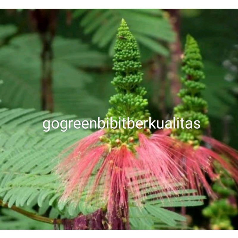 Bibit kaliandra pagoda merah