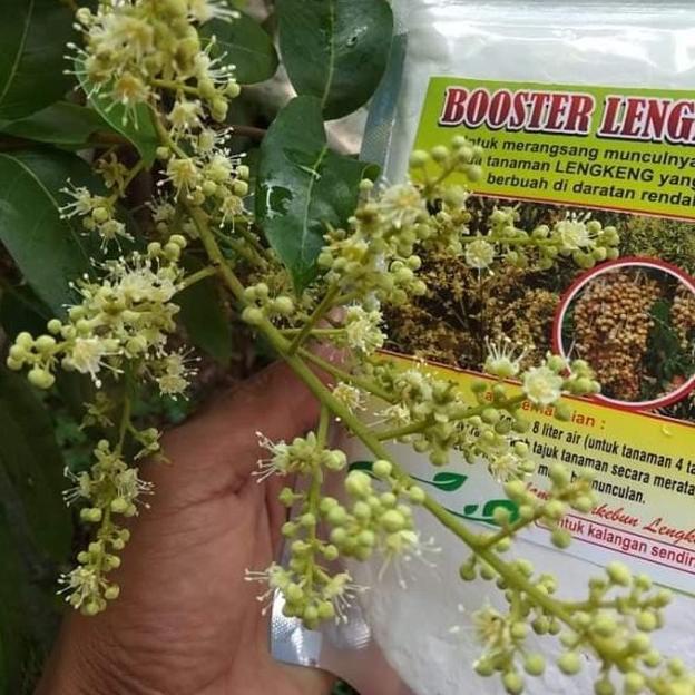 ❈®❈ Pupuk Booster Obat Alami Pelebat Buah Kelengkeng 100% Ori Sangat Ampuh
