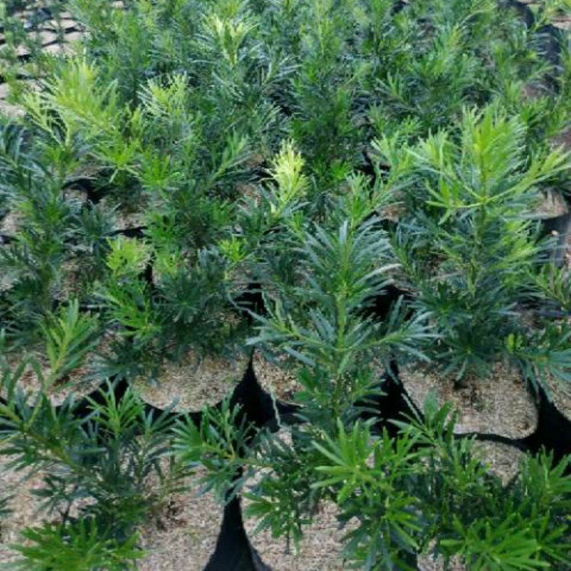 tanaman lohansung lidah burung bahan bonsai